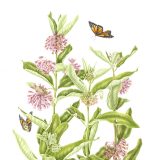 Illustration of butterfly weed. Botanical Art