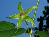 Close up of green flower