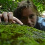 A scientist inspecting moss on a rock.