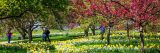 Photo of visitors enjoying Daffodil Hill