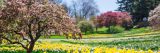 Daffodils