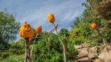 Pumpkin scarecrows stand amidst foliage and rock outcroppings.