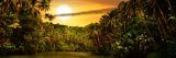 Planet of A Press, Sunset, Stock Photo, Palm Tree, Research, Conservation