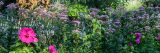 Close up of pink flowers in the Native plant Garden