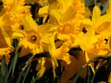 Daffodils - Spring