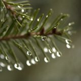 Close-up of raindrops on a plant