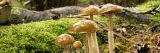 image of fungi with long stems