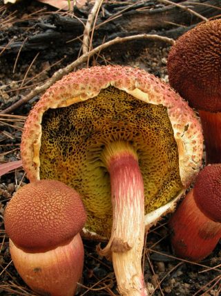 A group of brown and red colored mushrooms