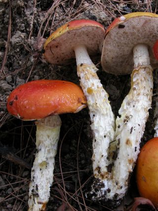 A group of white stemmed red mushrooms.