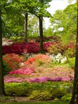 Azalea, Garden, Flowers, Summer