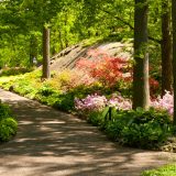 Azalea, Garden, Flowers, Summer