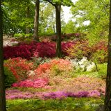 Azalea Garden, Summer