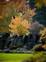 Azalea, Garden, Flowers, Summer