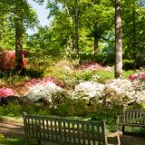 Azalea, Garden, Flowers, Summer