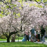 Magnolia tree with people and kids sitting