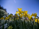 Daffodils - Spring