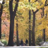 Family walking in the fall tall trees