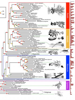 Graph showing the tree of life for seed plants