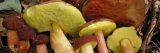 close up of multiple mushrooms