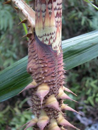 Milti colored thorny Calamus leaf sheath.