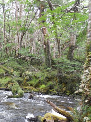 Tree lined river