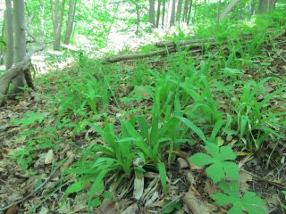 Green foliage on forest floor