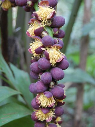 Round purple fruit hanging from a vine.