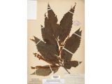 A photo of an American chestnut herbarium specimen