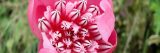 Close up of Cavendishia pink flower.