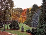 Conifer, Collection, Trees