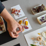 A person arranges dried flower petals