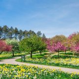 Daffodil Hill