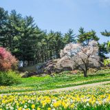 Daffodil Hill