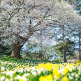 Daffodil Hill