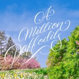 Daffodils bloom on Daffodil Hill with the text