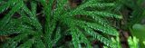 close up of ferns