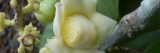 Close up of white flower.