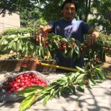 Local volunteer showing off red cherries grown in community garden.