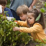 Photo of toddlers picking basil in the Family Garden, ECAG