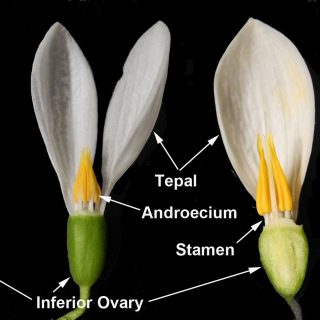 White flower with yellow pollen.