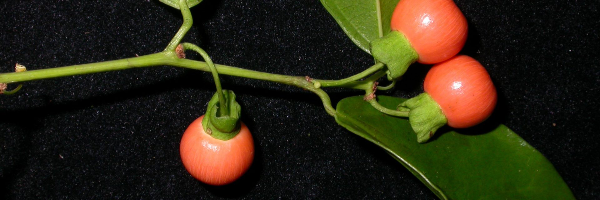 Fruit Evolution and Development New York Botanical Garden