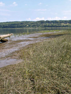 Hudson Intertidal waterway