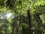 John Crow Mountains Jamaica