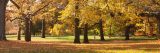 Fall image of arbor trees with yellow and orange leaves