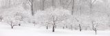 snow covered crabapples
