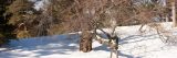 Cherry Trees in the winter