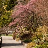 A blooming cherry tree in the Ladies' Border.