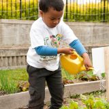 A young boy watering flowers.