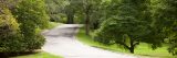 Summer view of green leaves along magnolia way