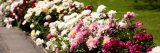 photo of a group of white, red, and pink flowers, peonies